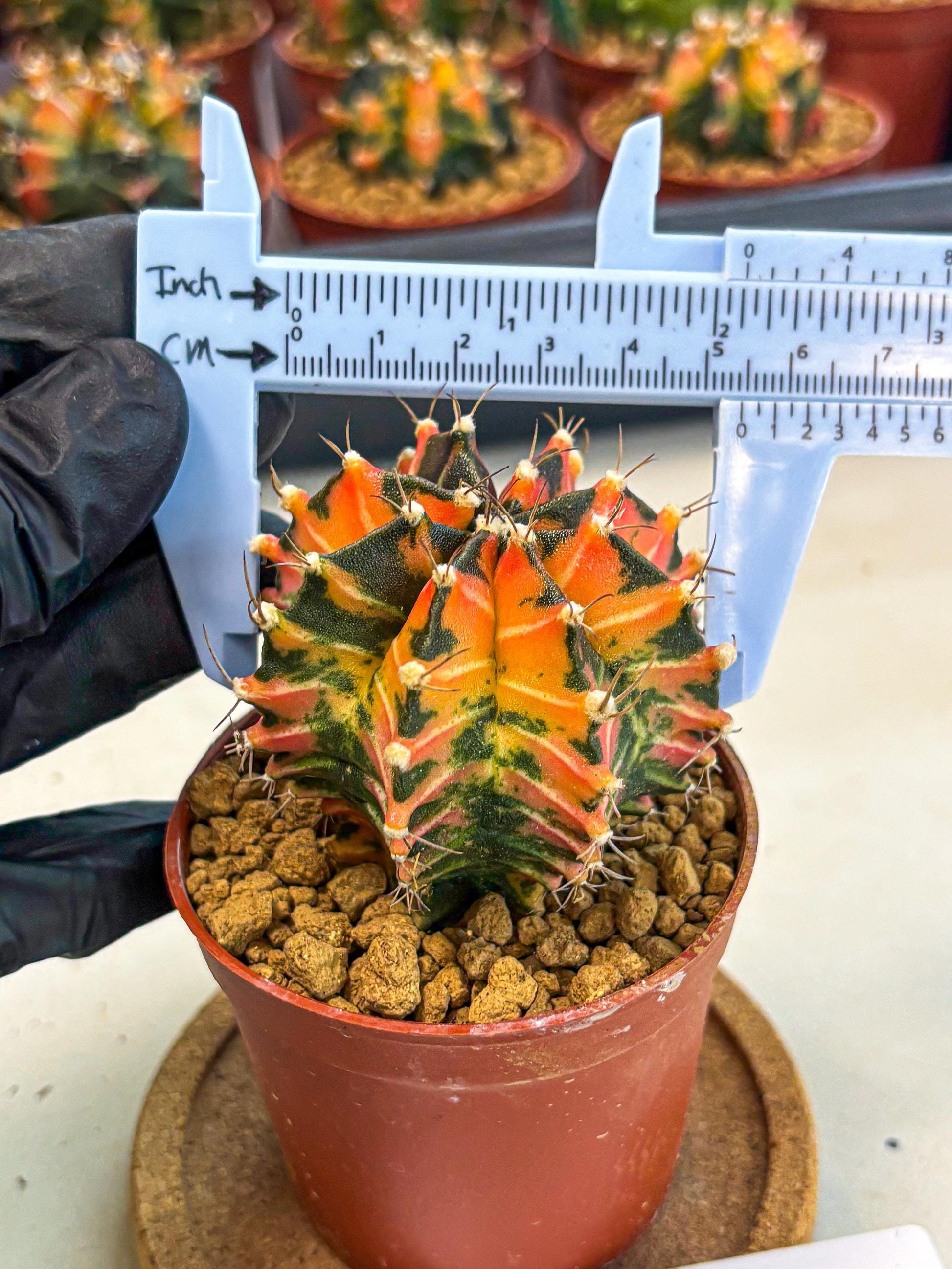Gymnocalycium Japan Clone (gy7) (b1) | Special Hybrid cactus