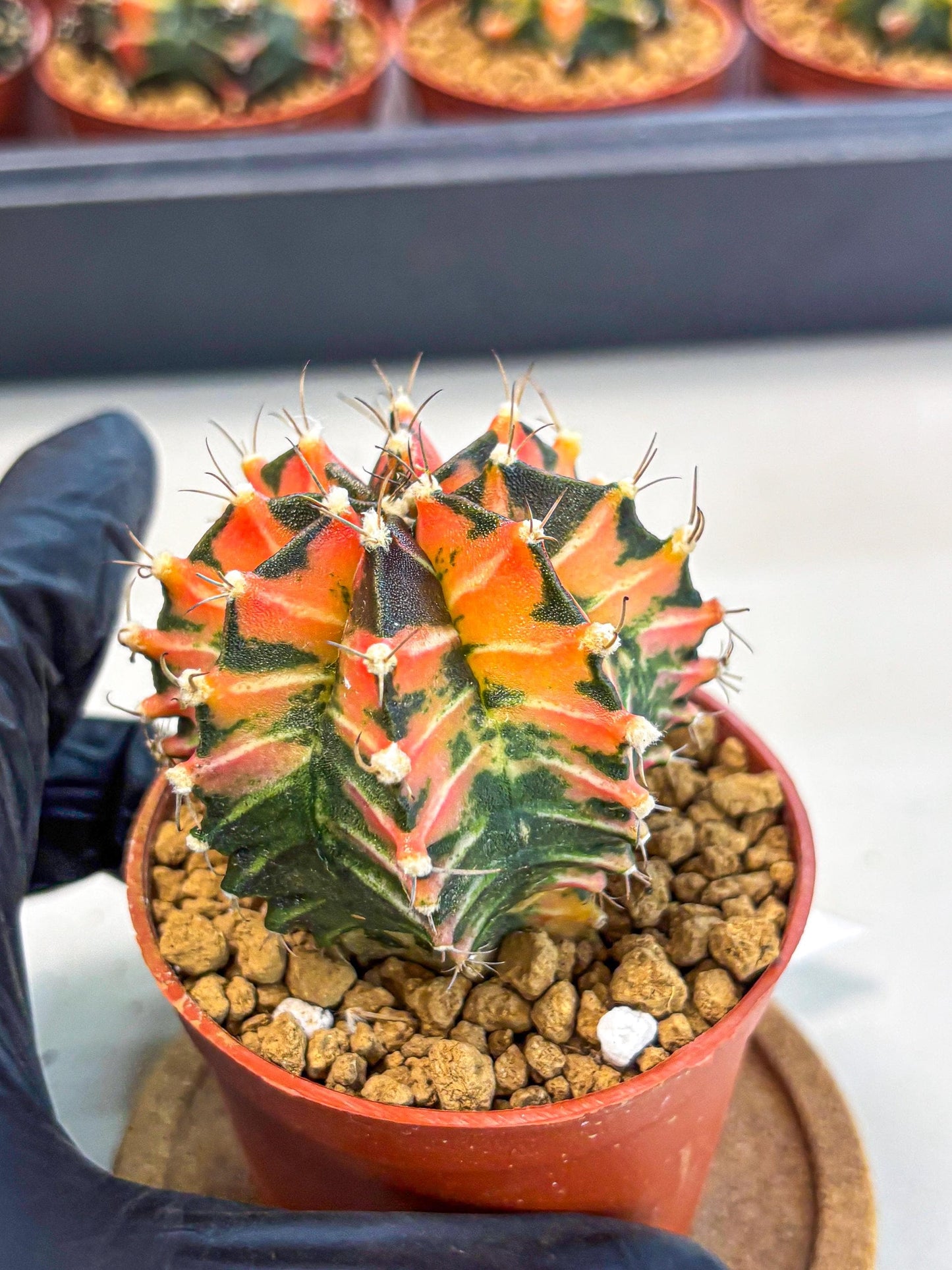 Gymnocalycium Japan Clone (gy7) (b1) | Special Hybrid cactus