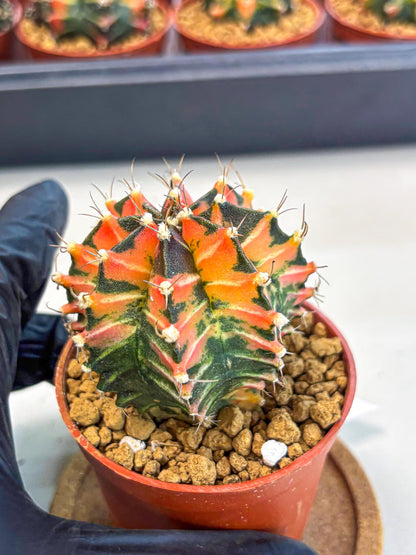 Gymnocalycium Japan Clone (gy7) (b1) | Special Hybrid cactus