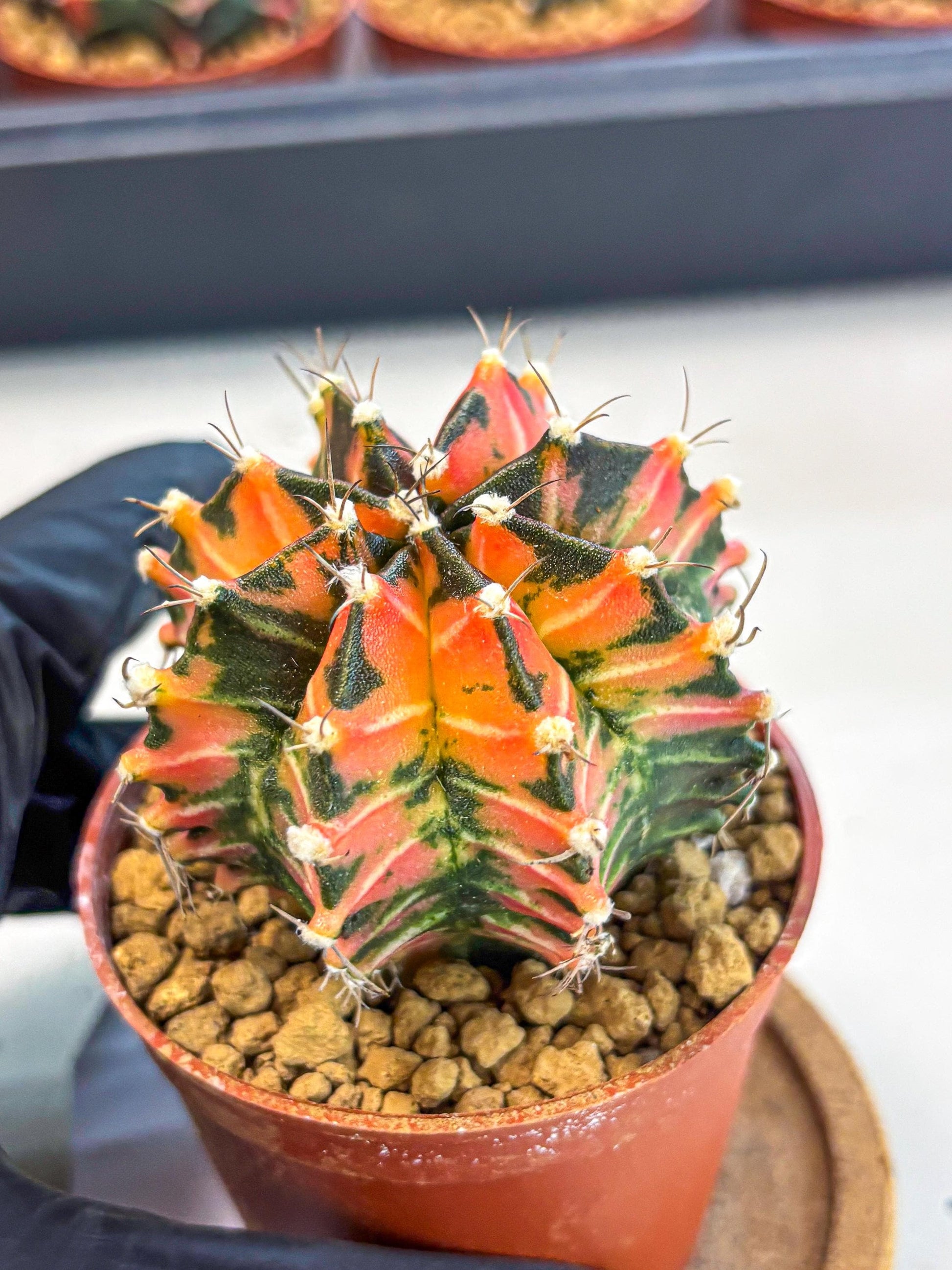 Gymnocalycium Japan Clone (gy7) (b1) | Special Hybrid cactus