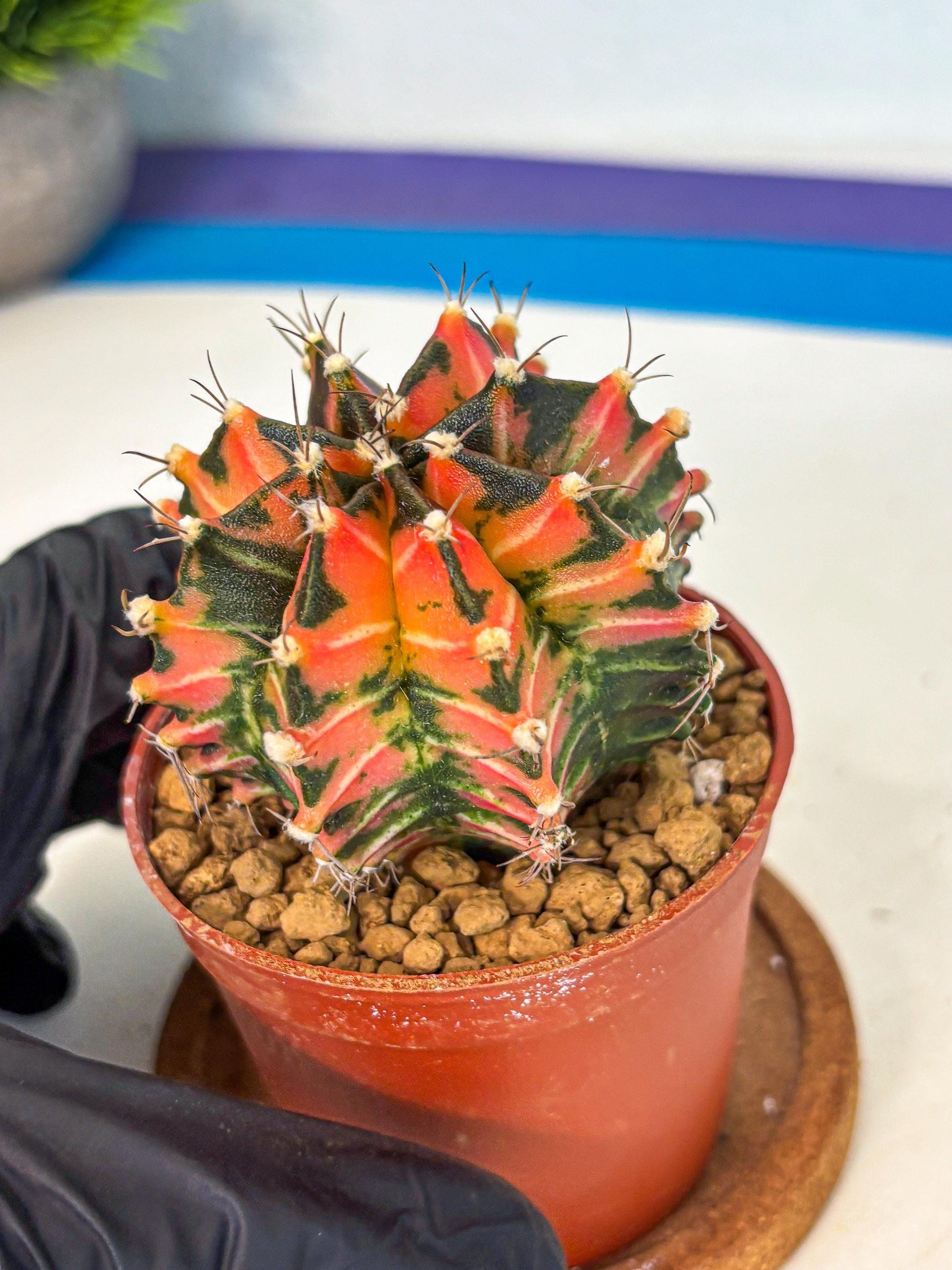 Gymnocalycium Japan Clone (gy7) (b1) | Special Hybrid cactus