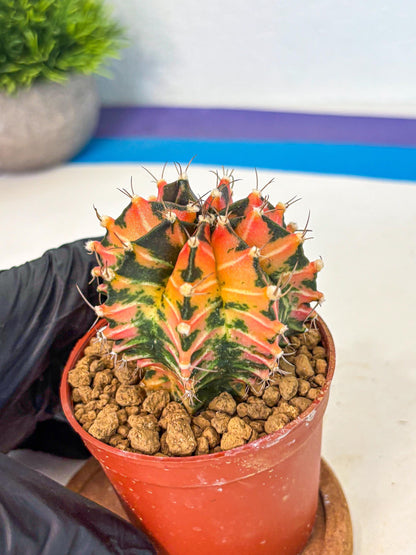 Gymnocalycium Japan Clone (gy7) (b1) | Special Hybrid cactus