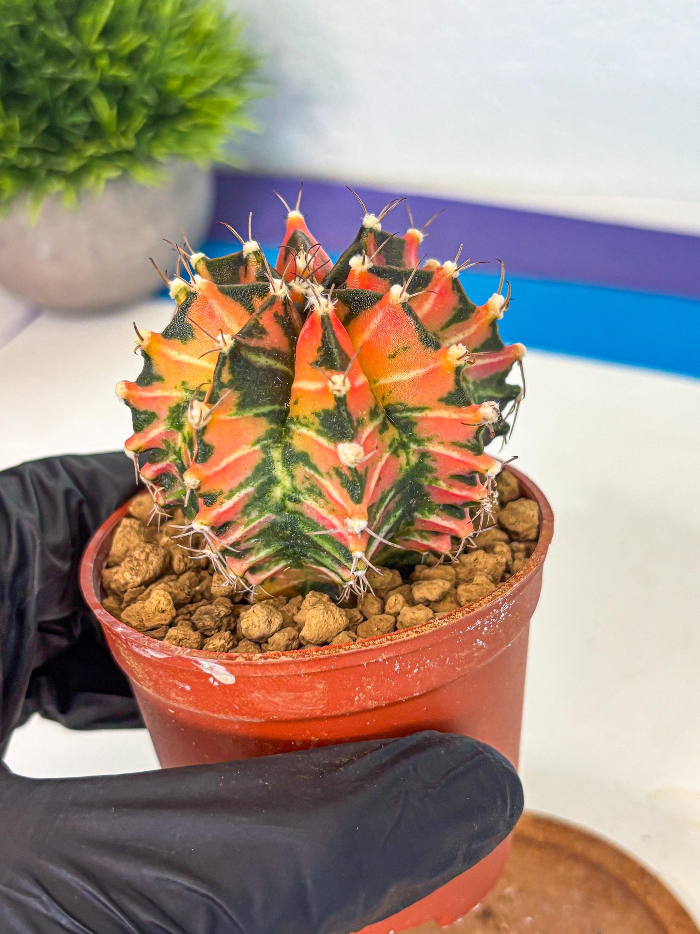 Gymnocalycium Japan Clone (gy7) (b1) | Special Hybrid cactus