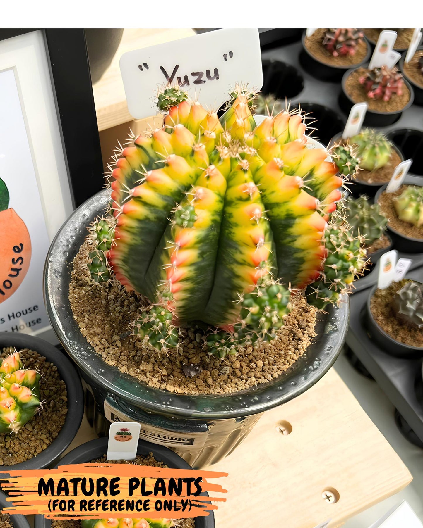 Gymnocalycium Yuzu (gy7) (b4) | Variegated cactus