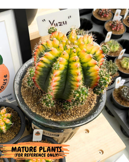 Gymnocalycium Yuzu (gy7) (b4) | Variegated cactus