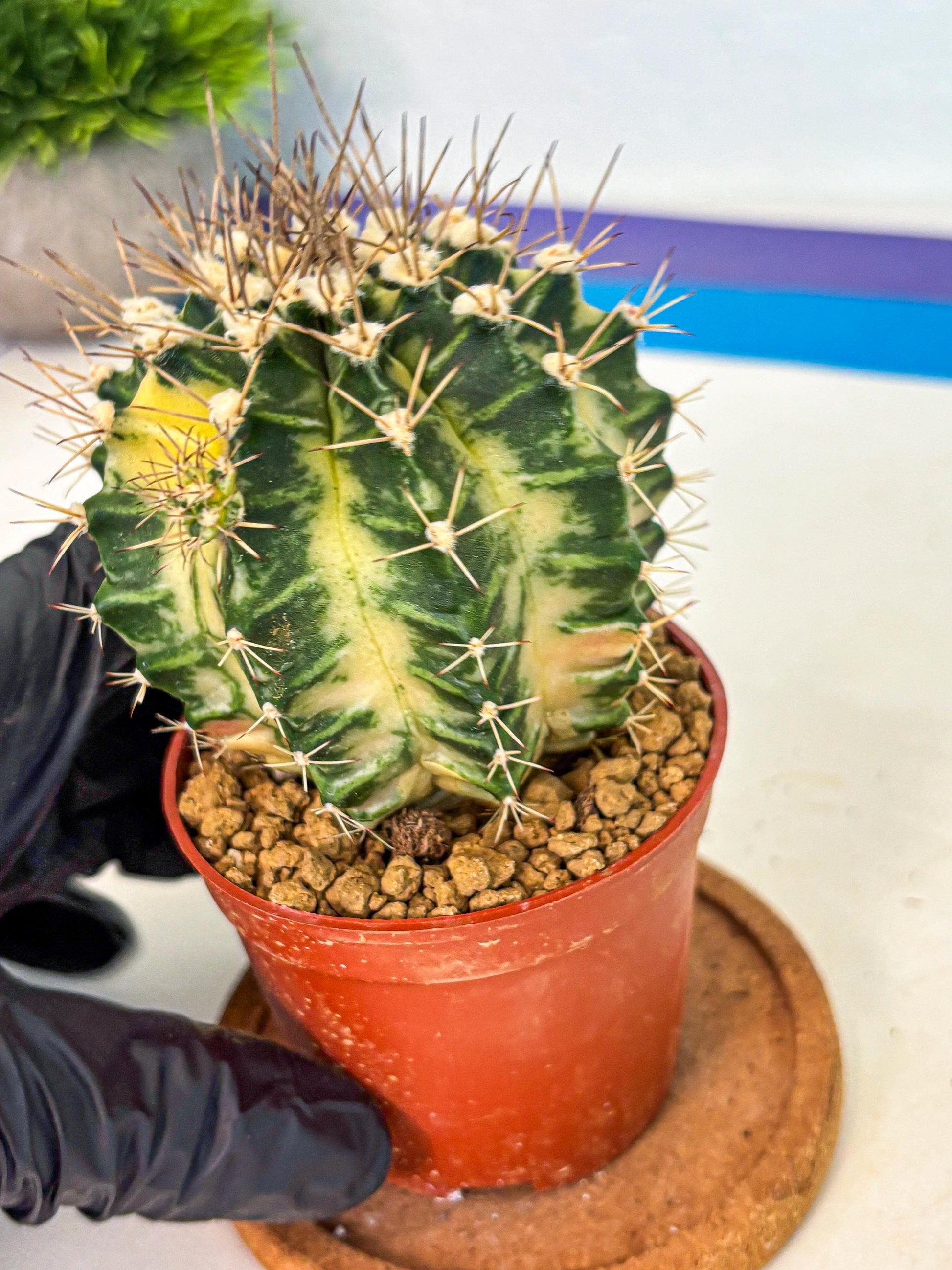 Gymnocalycium Dragon Egg (gy7) (b6) | Special Hybrid cactus