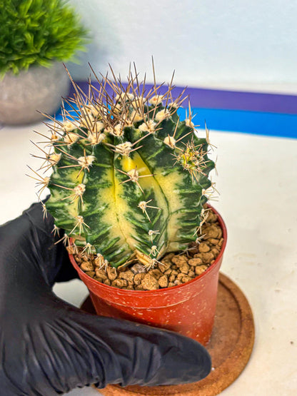 Gymnocalycium Dragon Egg (gy7) (b6) | Special Hybrid cactus