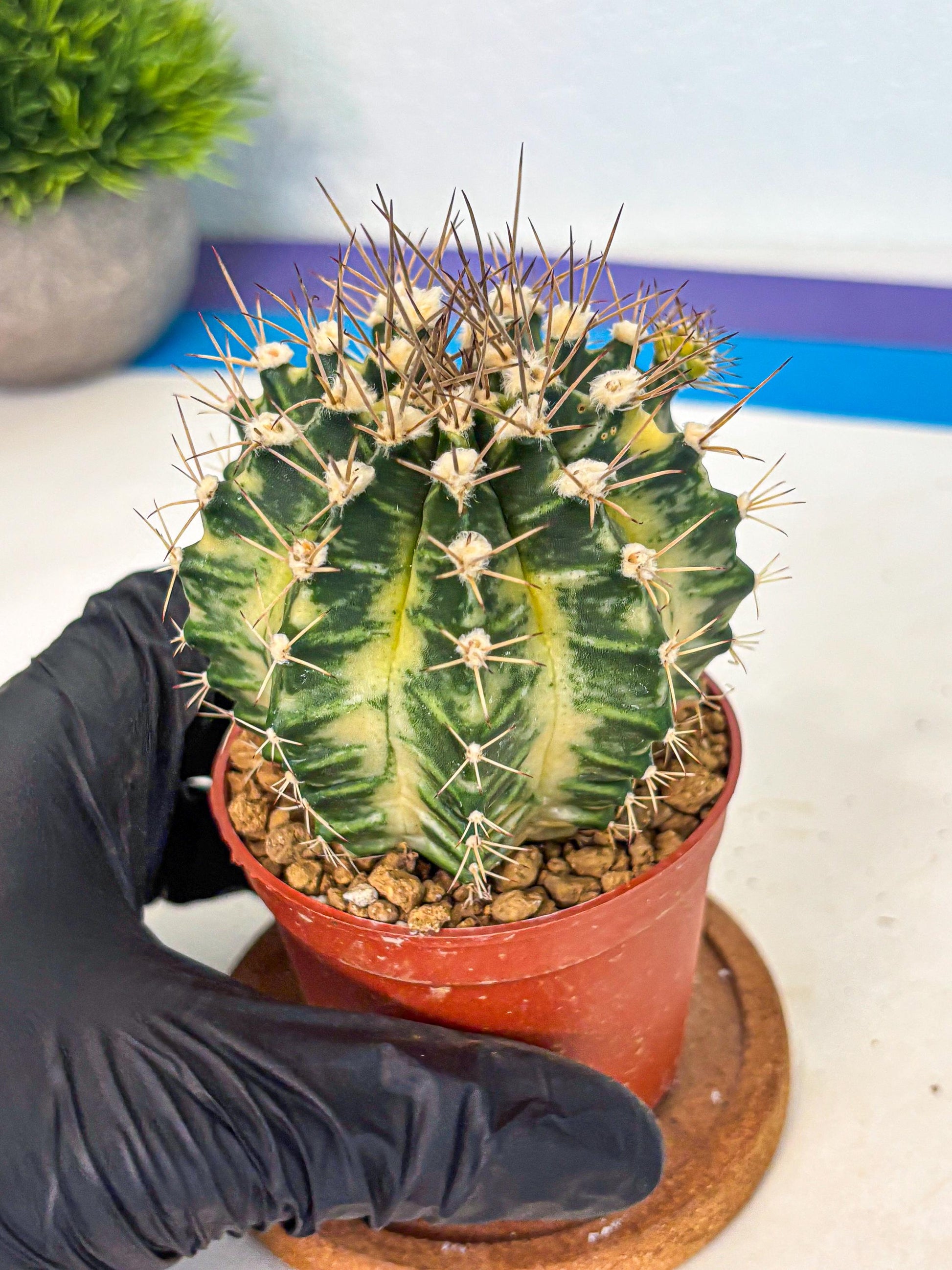 Gymnocalycium Dragon Egg (gy7) (b6) | Special Hybrid cactus
