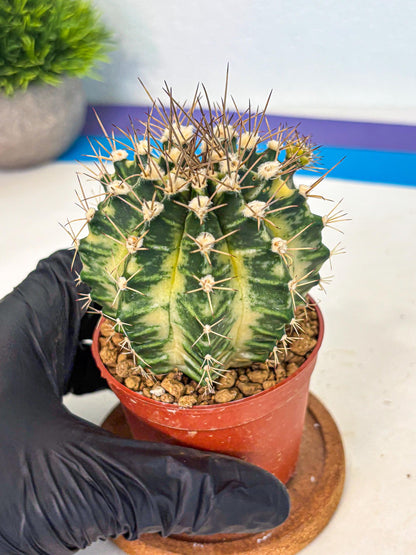 Gymnocalycium Dragon Egg (gy7) (b6) | Special Hybrid cactus