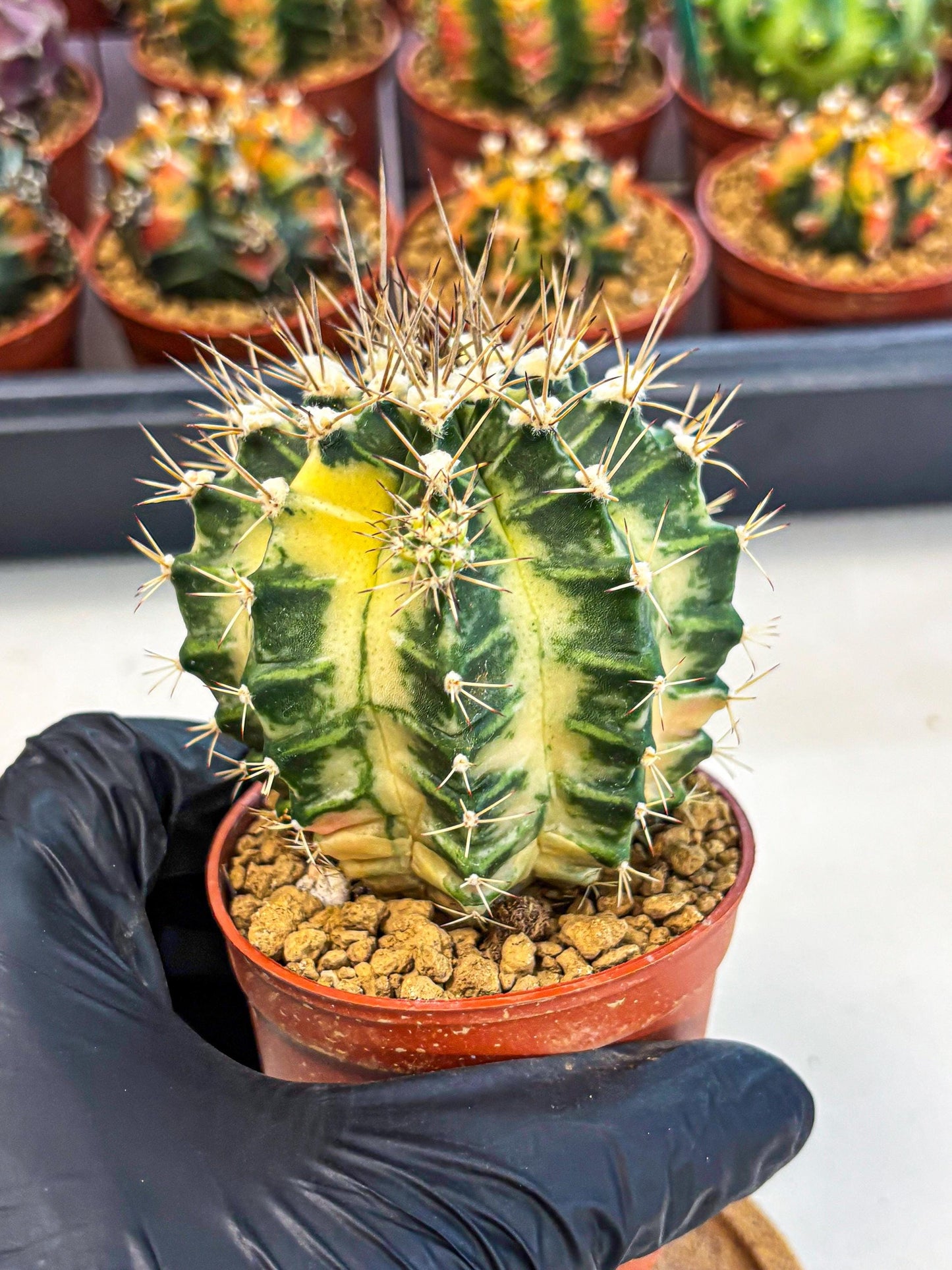 Gymnocalycium Dragon Egg (gy7) (b6) | Special Hybrid cactus