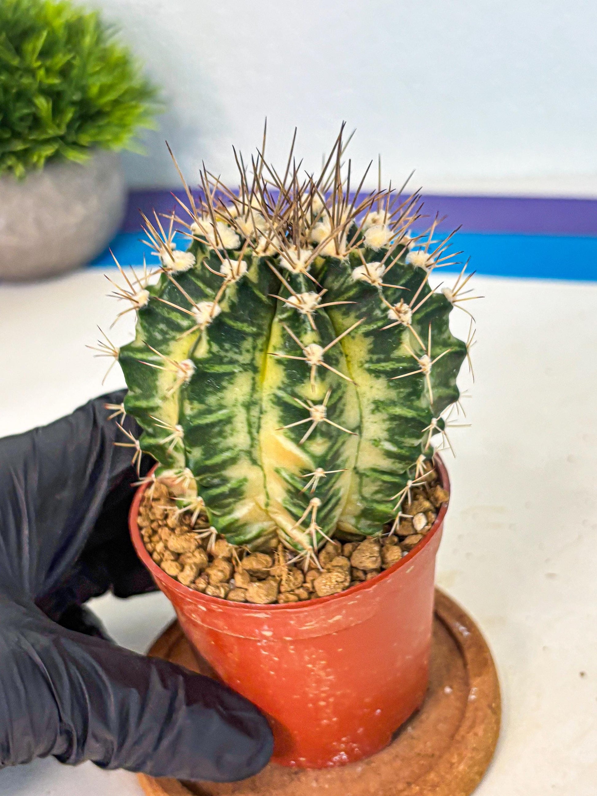 Gymnocalycium Dragon Egg (gy7) (b6) | Special Hybrid cactus