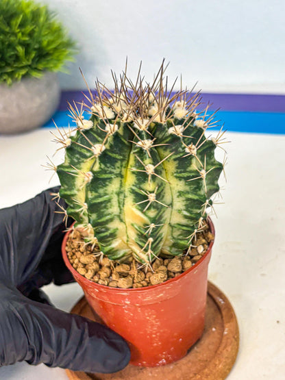 Gymnocalycium Dragon Egg (gy7) (b6) | Special Hybrid cactus