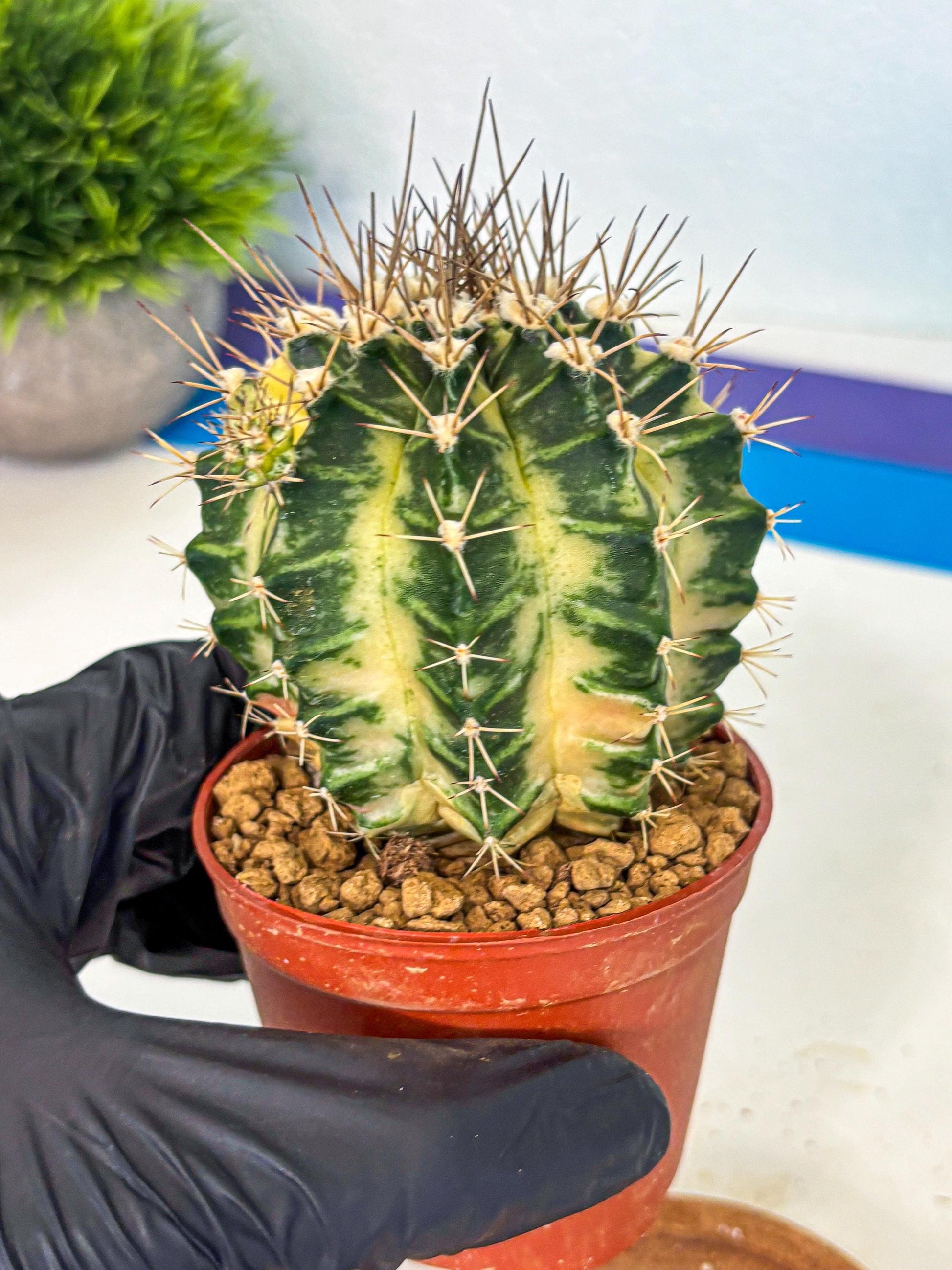 Gymnocalycium Dragon Egg (gy7) (b6) | Special Hybrid cactus