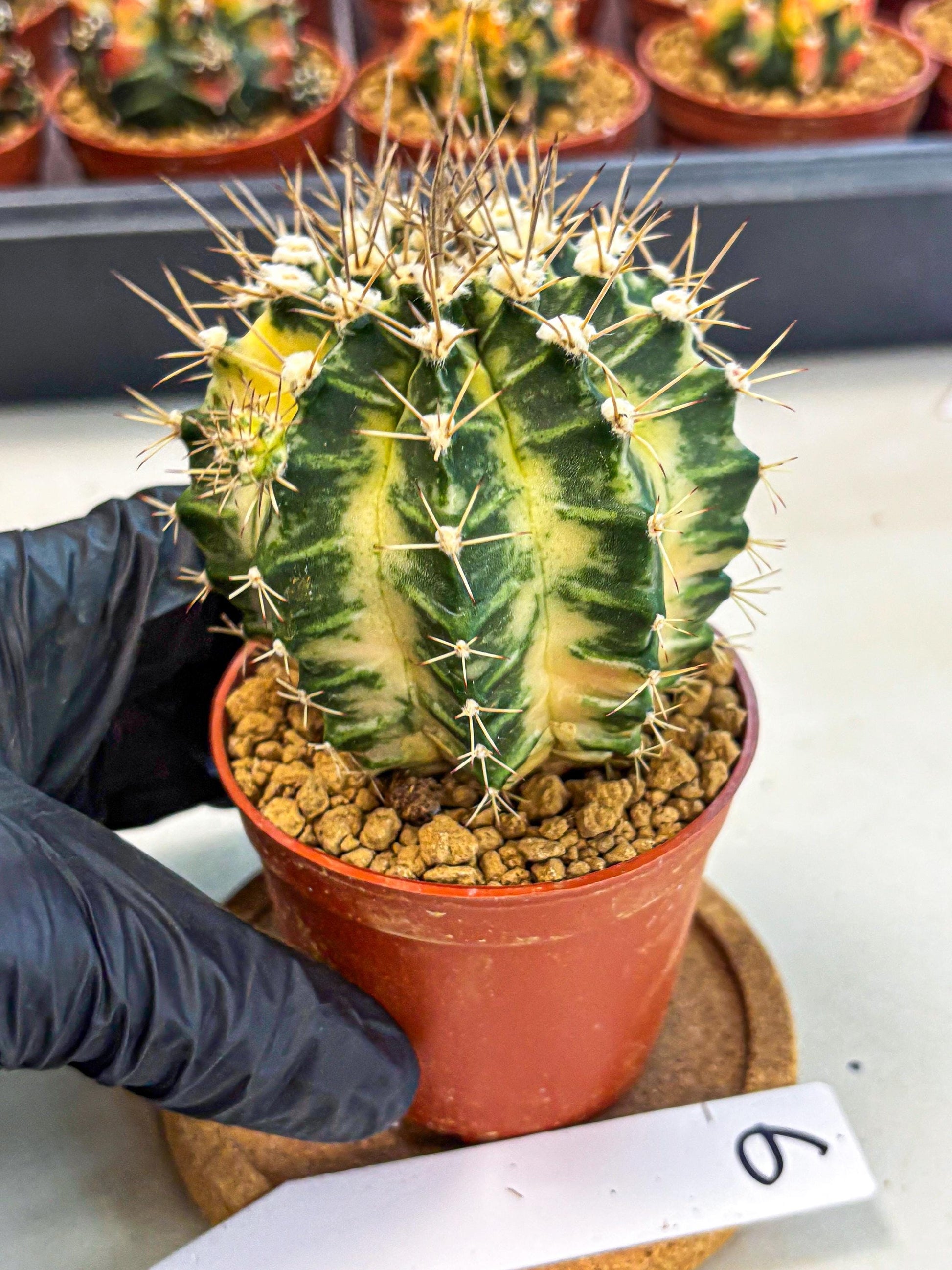 Gymnocalycium Dragon Egg (gy7) (b6) | Special Hybrid cactus