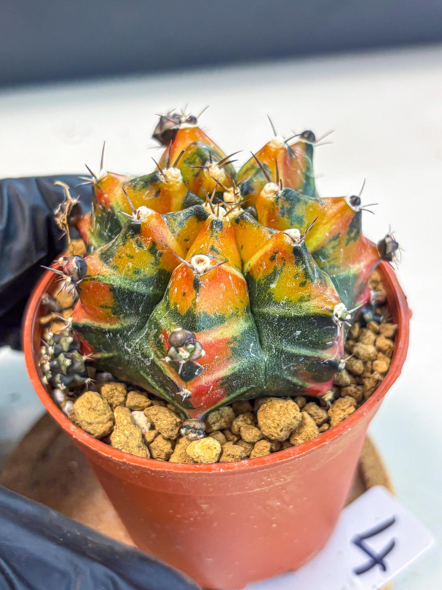 Gymnocalycium Yuzu (gy7) (b4) | Variegated cactus