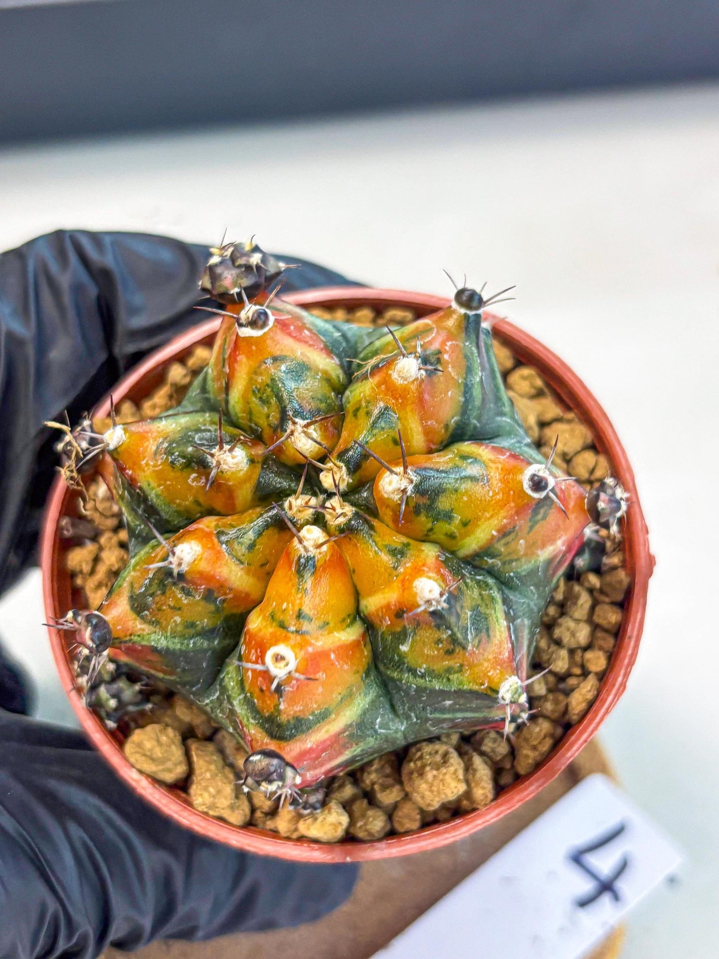 Gymnocalycium Yuzu (gy7) (b4) | Variegated cactus