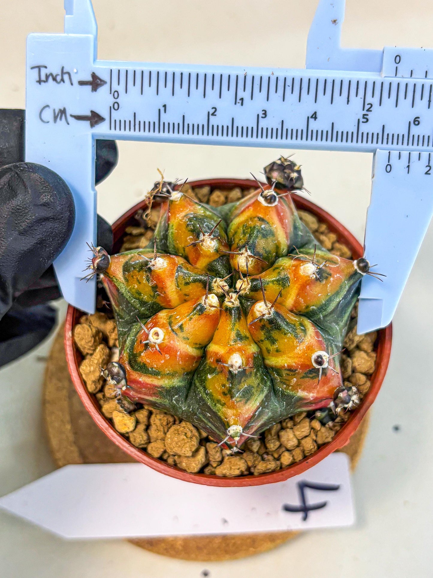 Gymnocalycium Yuzu (gy7) (b4) | Variegated cactus