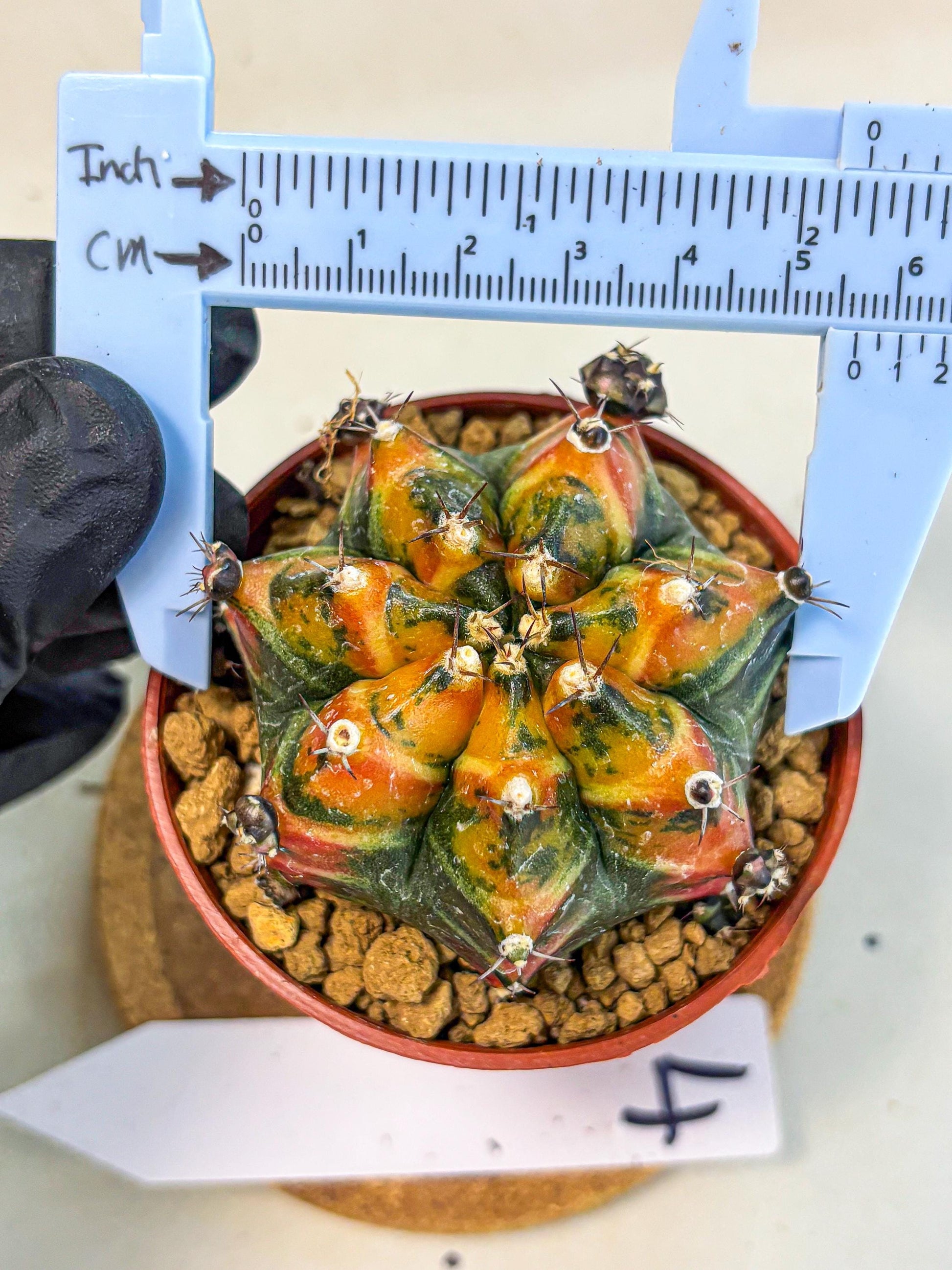 Gymnocalycium Yuzu (gy7) (b4) | Variegated cactus