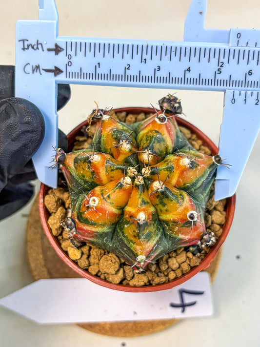 Gymnocalycium Yuzu (gy7) (b4) | Variegated cactus