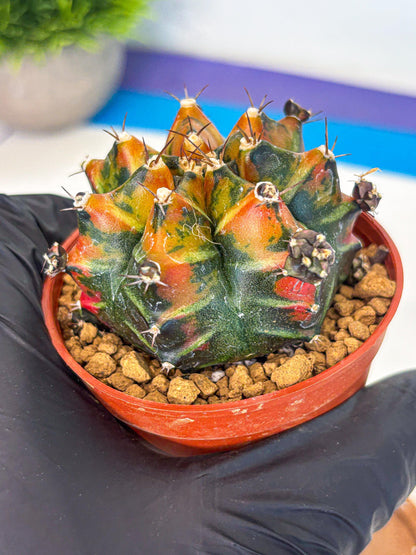 Gymnocalycium Yuzu (gy7) (b4) | Variegated cactus