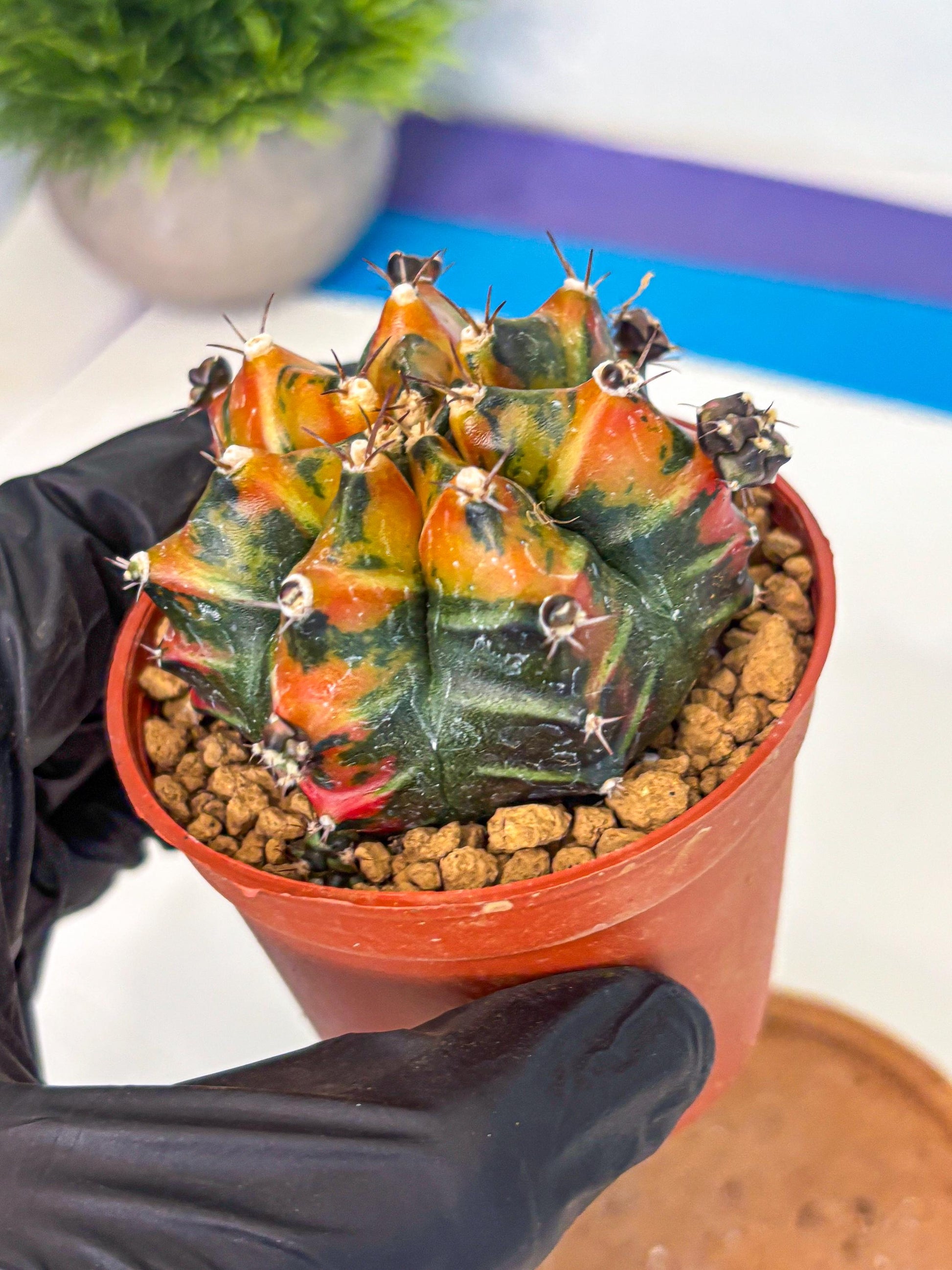 Gymnocalycium Yuzu (gy7) (b4) | Variegated cactus