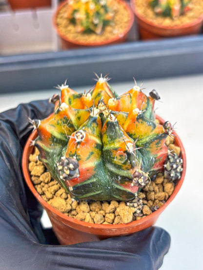 Gymnocalycium Yuzu (gy7) (b4) | Variegated cactus