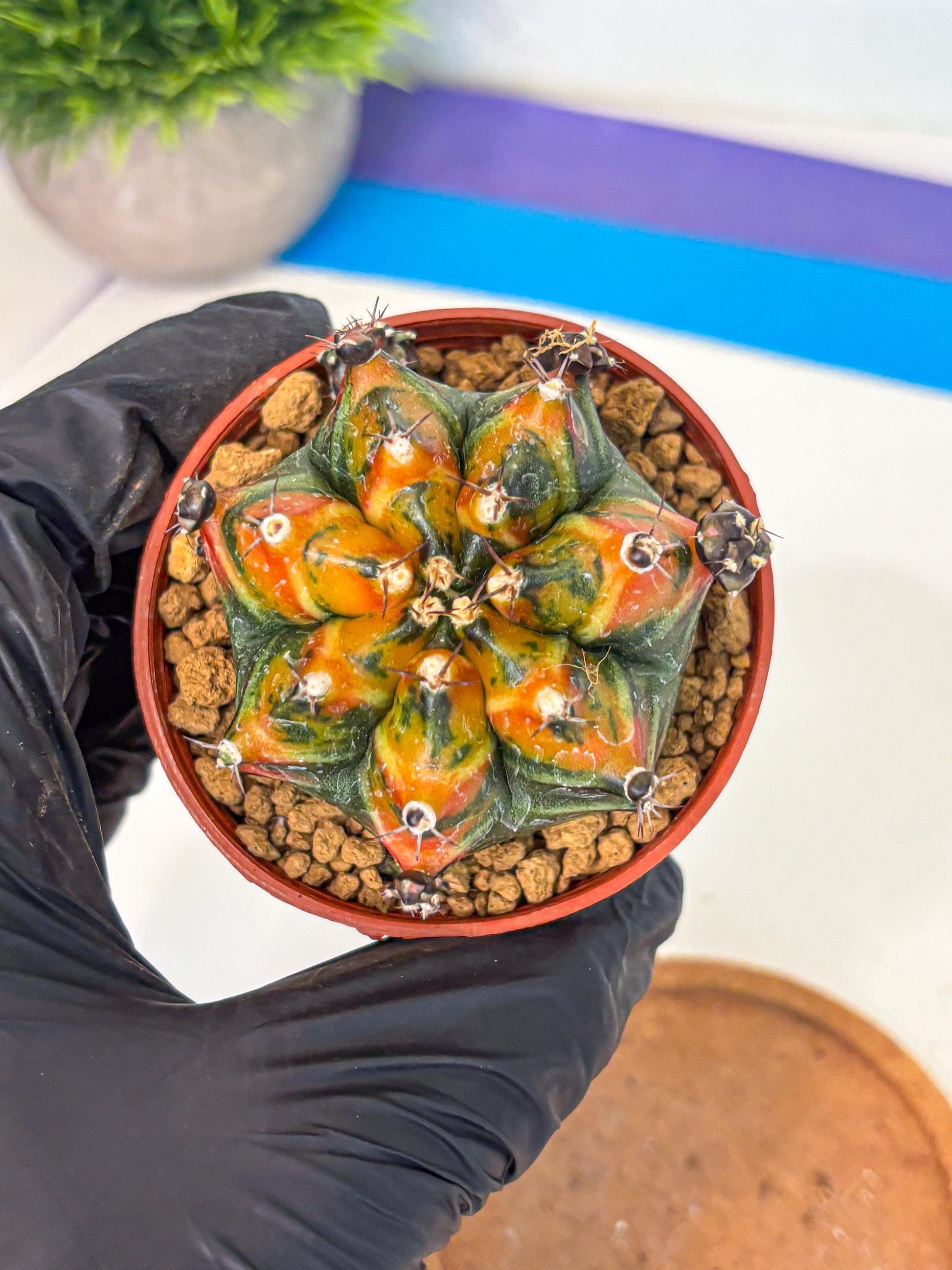 Gymnocalycium Yuzu (gy7) (b4) | Variegated cactus