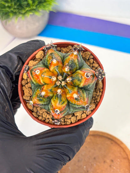 Gymnocalycium Yuzu (gy7) (b4) | Variegated cactus