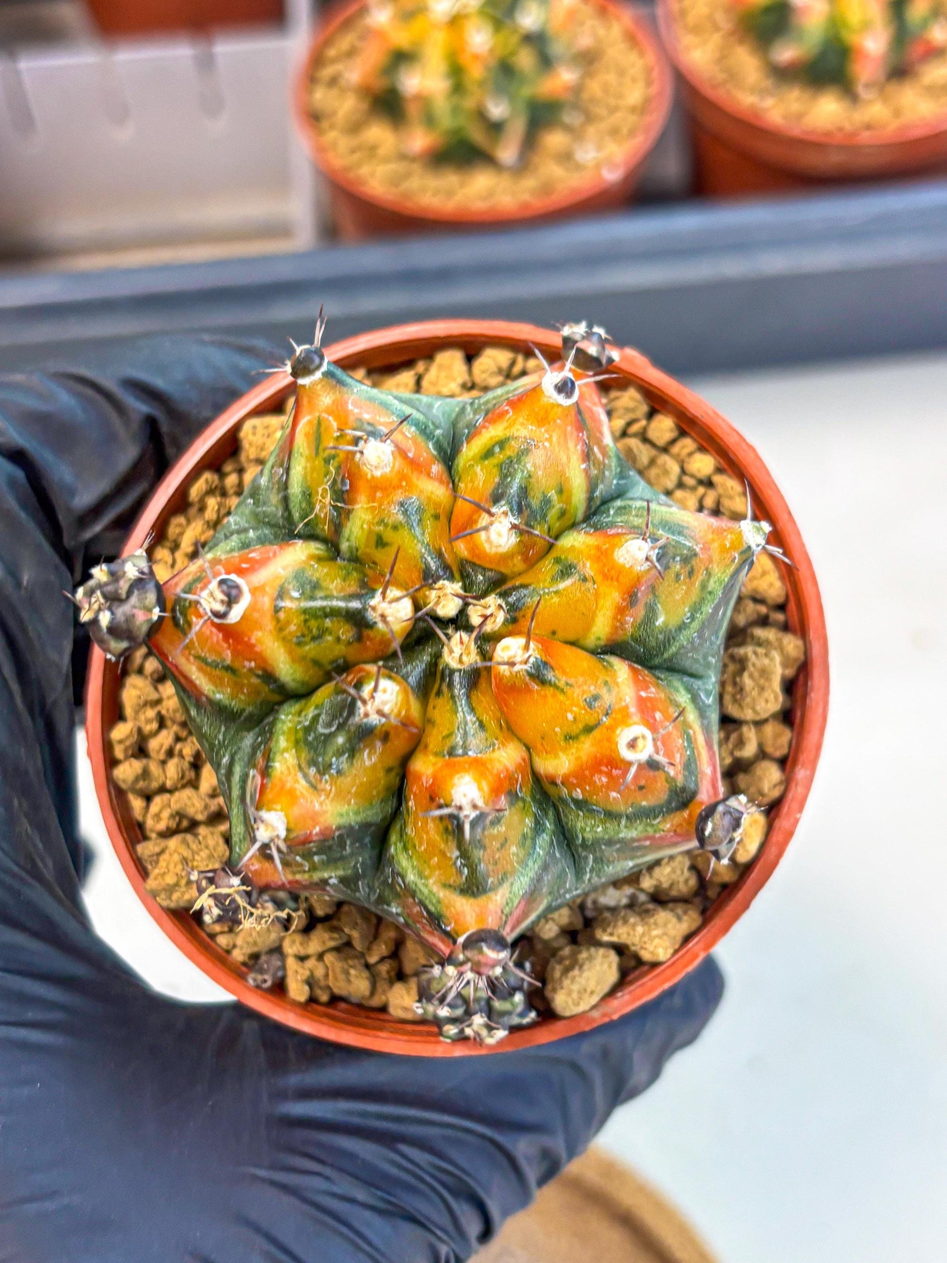 Gymnocalycium Yuzu (gy7) (b4) | Variegated cactus