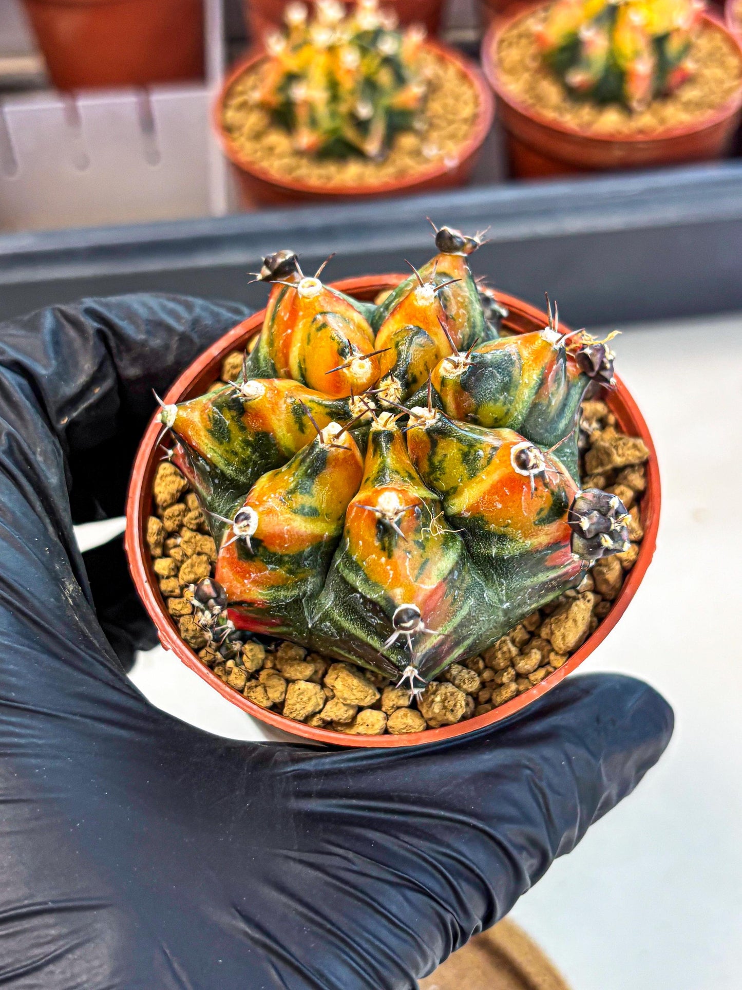 Gymnocalycium Yuzu (gy7) (b4) | Variegated cactus