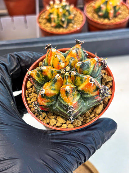 Gymnocalycium Yuzu (gy7) (b4) | Variegated cactus