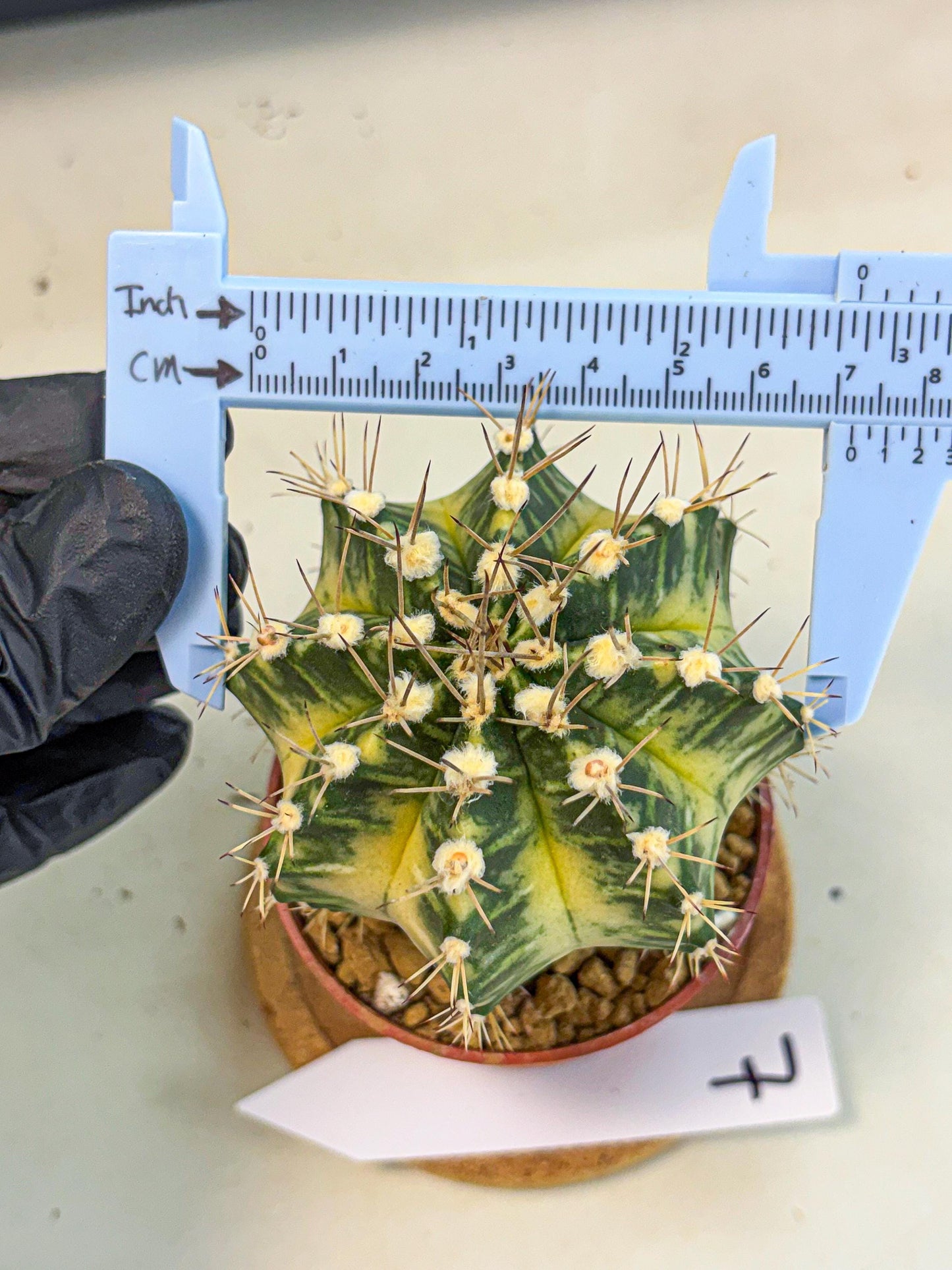 Gymnocalycium Dragon Egg (gy7) (b7) | Special Hybrid cactus