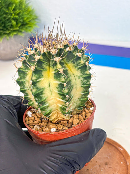 Gymnocalycium Dragon Egg (gy7) (b7) | Special Hybrid cactus