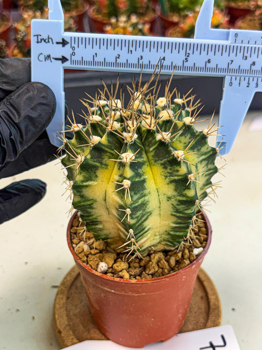 Gymnocalycium Dragon Egg (gy7) (b7) | Special Hybrid cactus