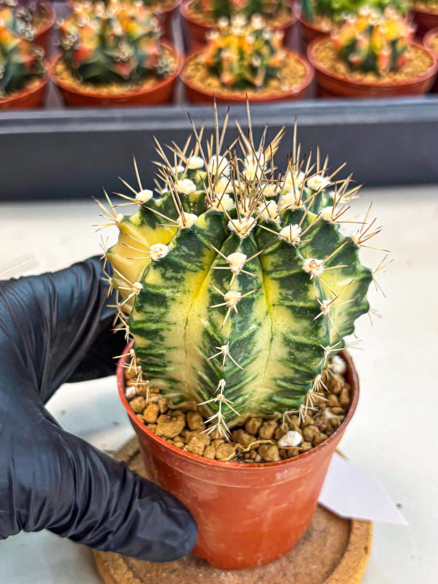 Gymnocalycium Dragon Egg (gy7) (b7) | Special Hybrid cactus