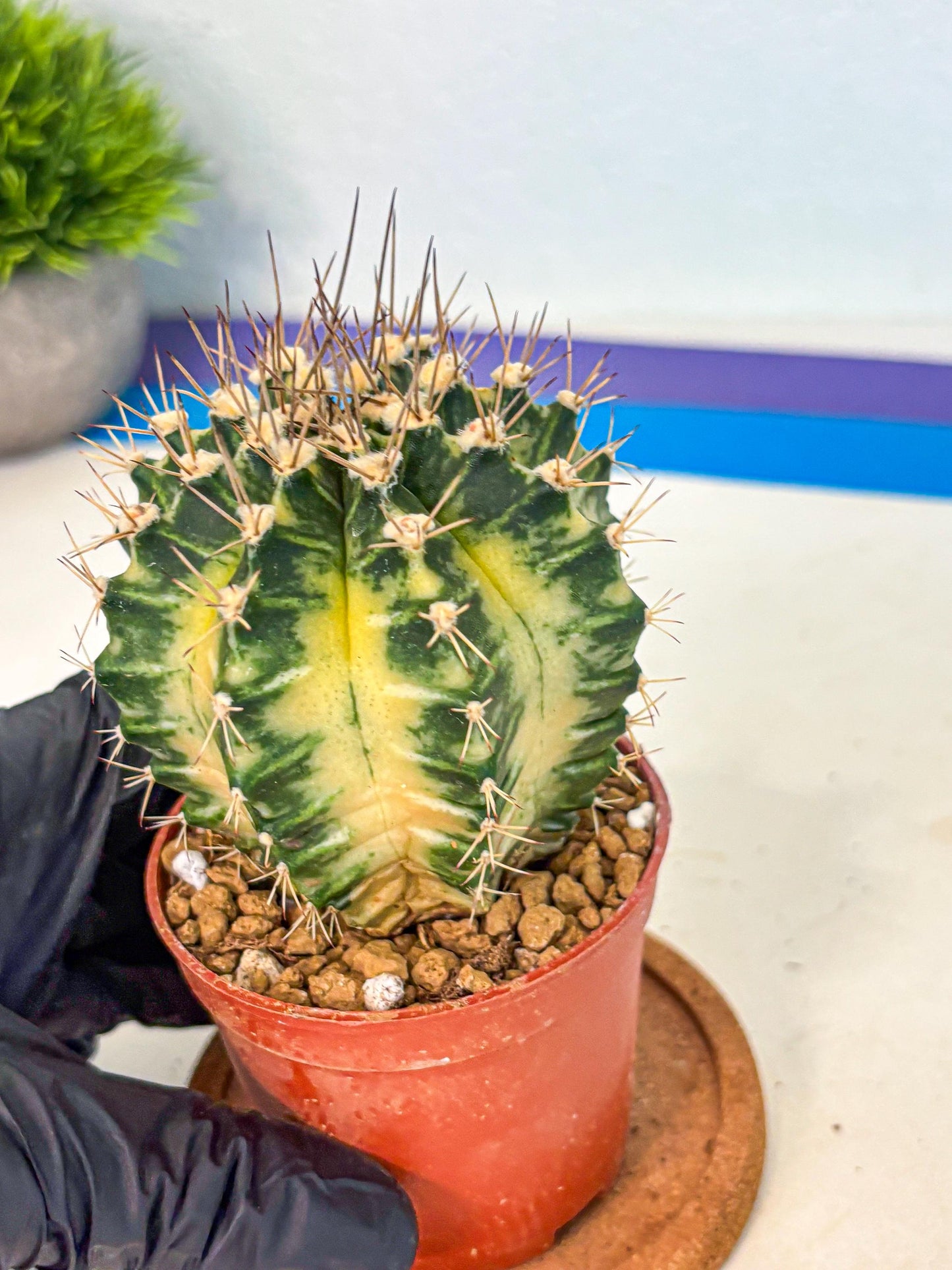 Gymnocalycium Dragon Egg (gy7) (b7) | Special Hybrid cactus