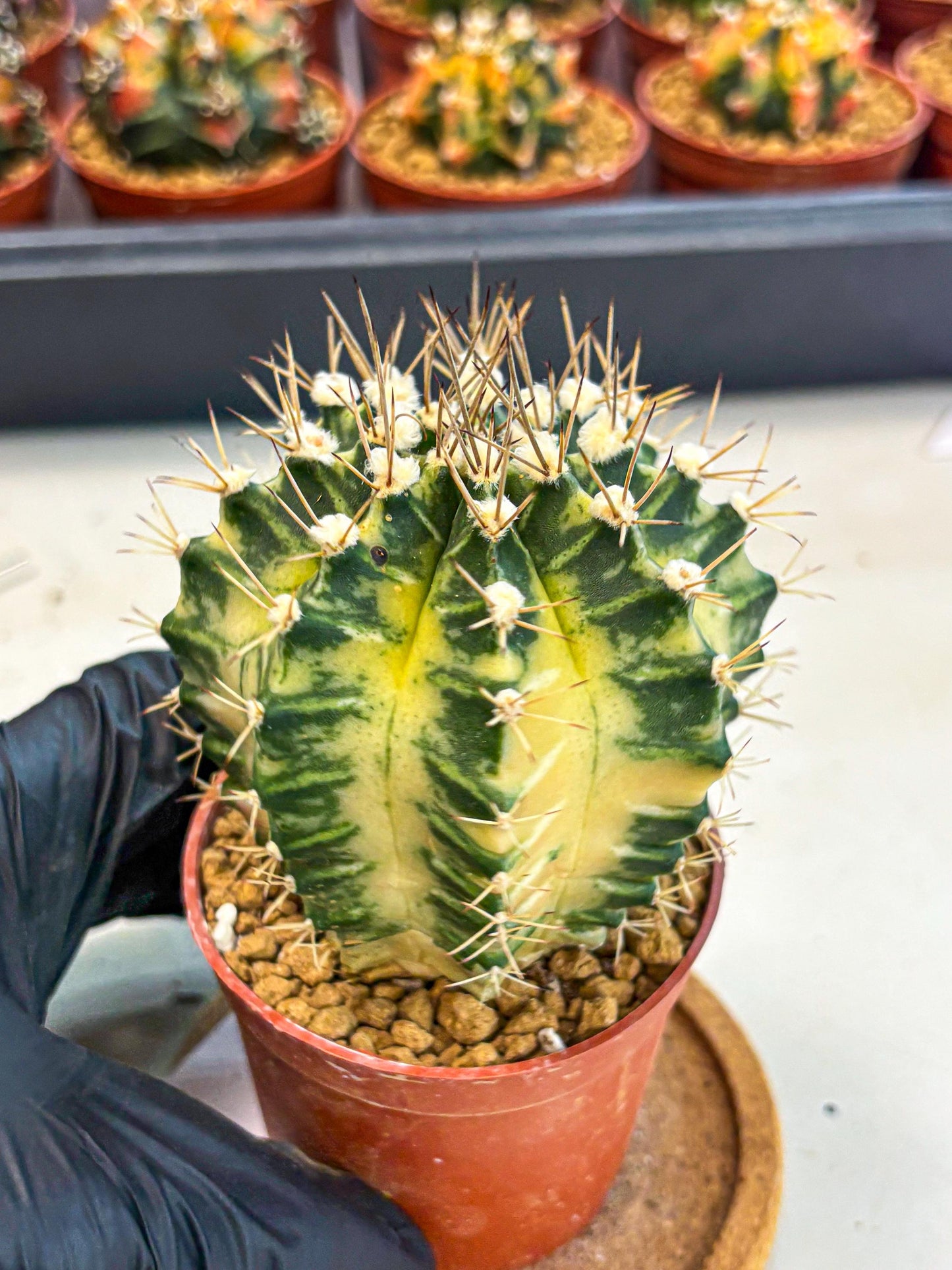 Gymnocalycium Dragon Egg (gy7) (b7) | Special Hybrid cactus