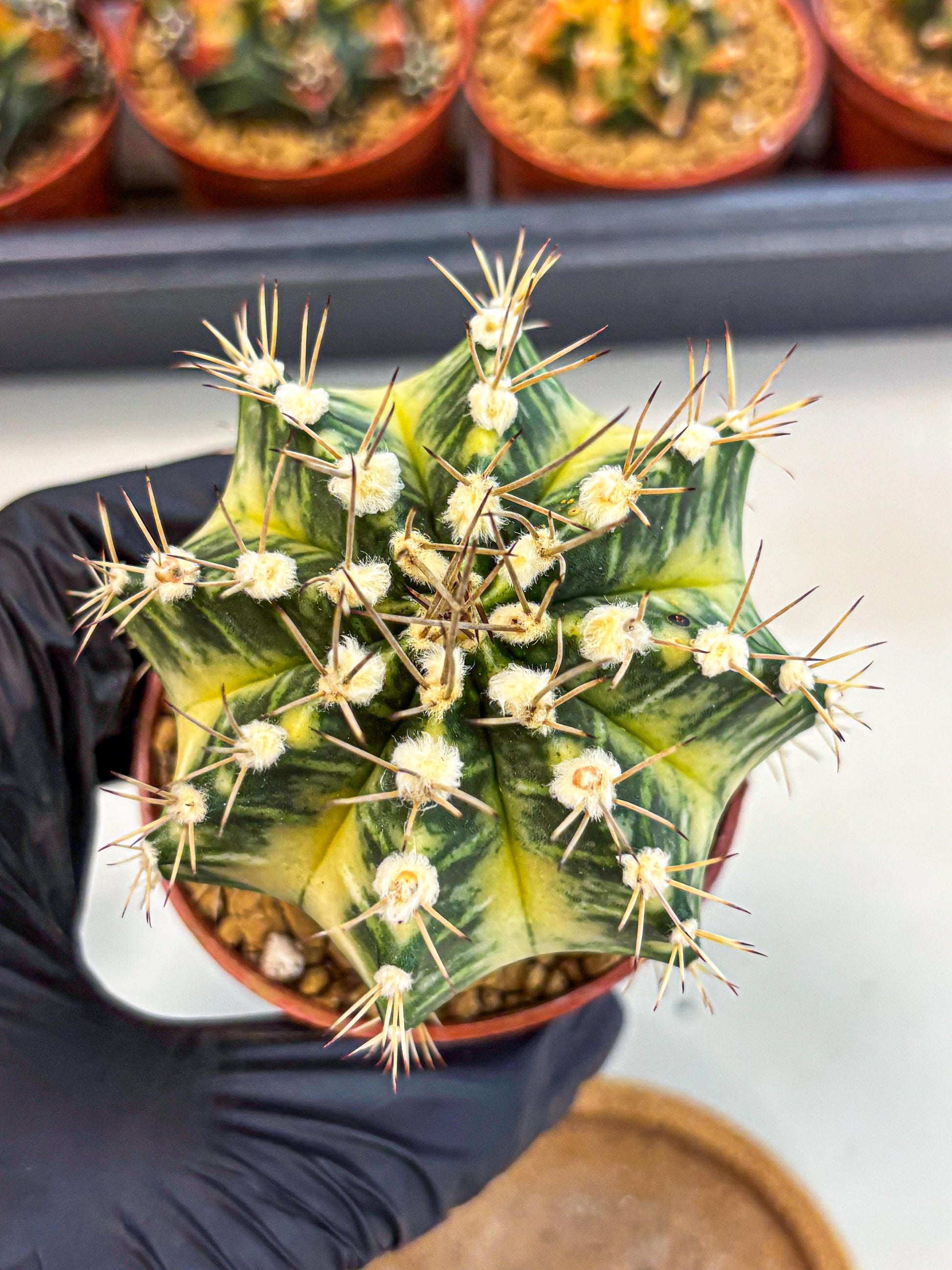 Gymnocalycium Dragon Egg (gy7) (b7) | Special Hybrid cactus