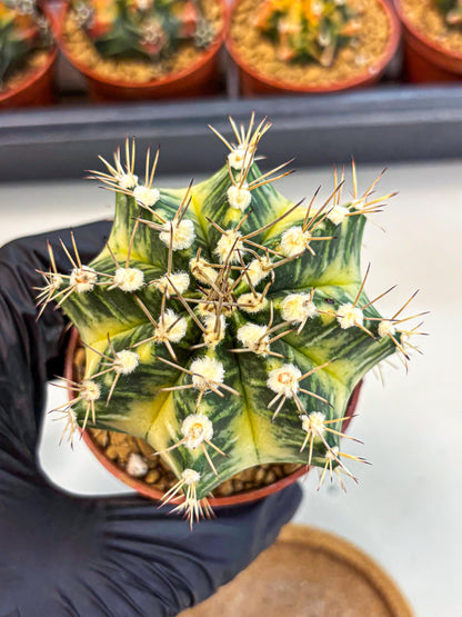 Gymnocalycium Dragon Egg (gy7) (b7) | Special Hybrid cactus