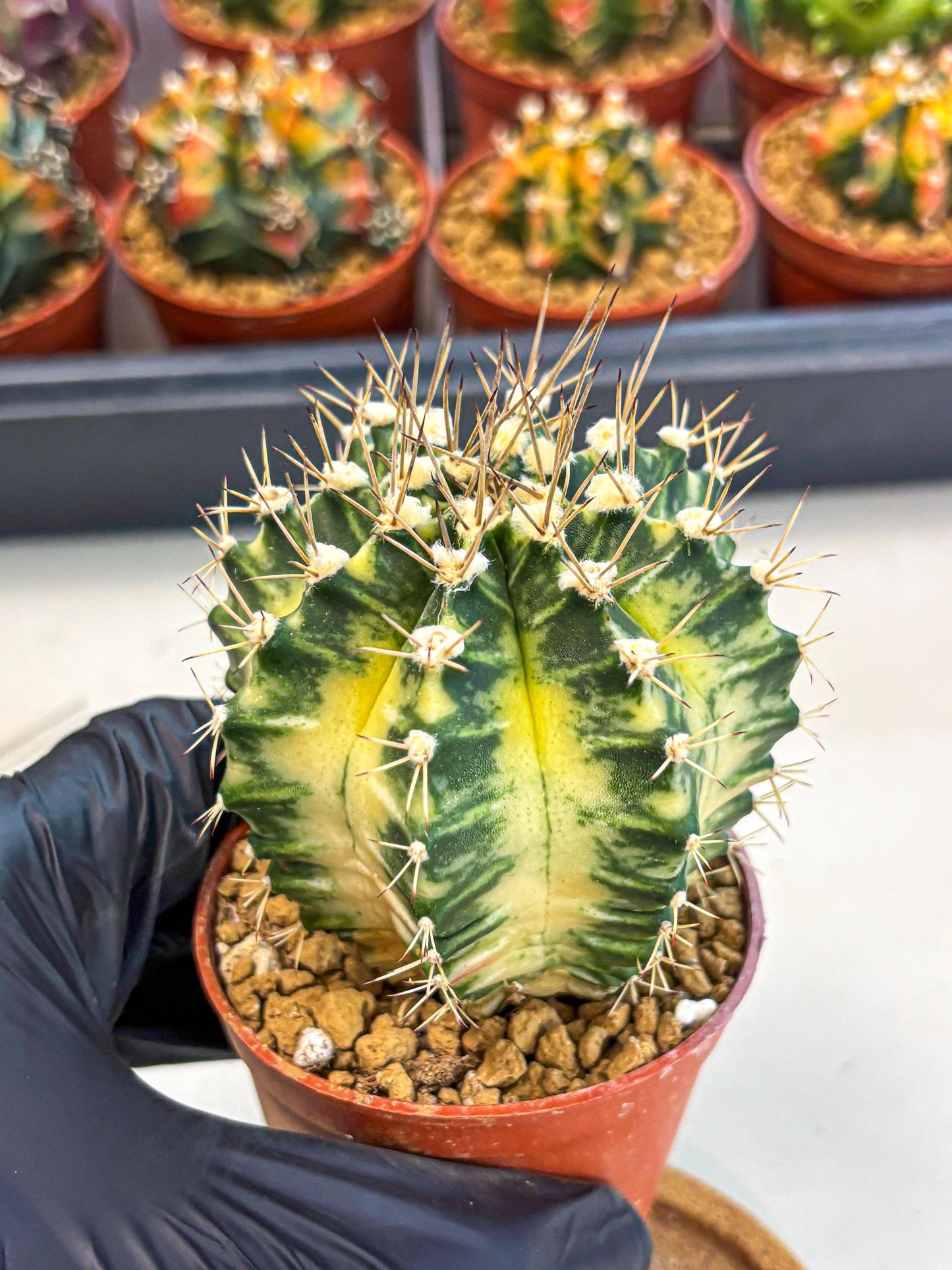 Gymnocalycium Dragon Egg (gy7) (b7) | Special Hybrid cactus