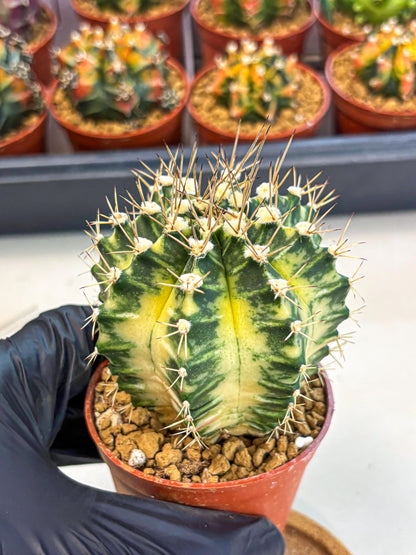 Gymnocalycium Dragon Egg (gy7) (b7) | Special Hybrid cactus