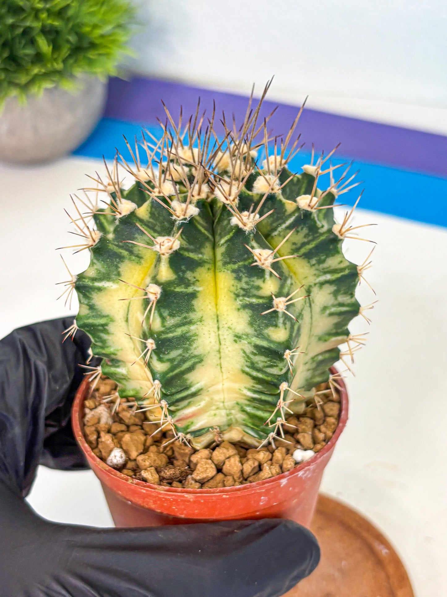 Gymnocalycium Dragon Egg (gy7) (b7) | Special Hybrid cactus