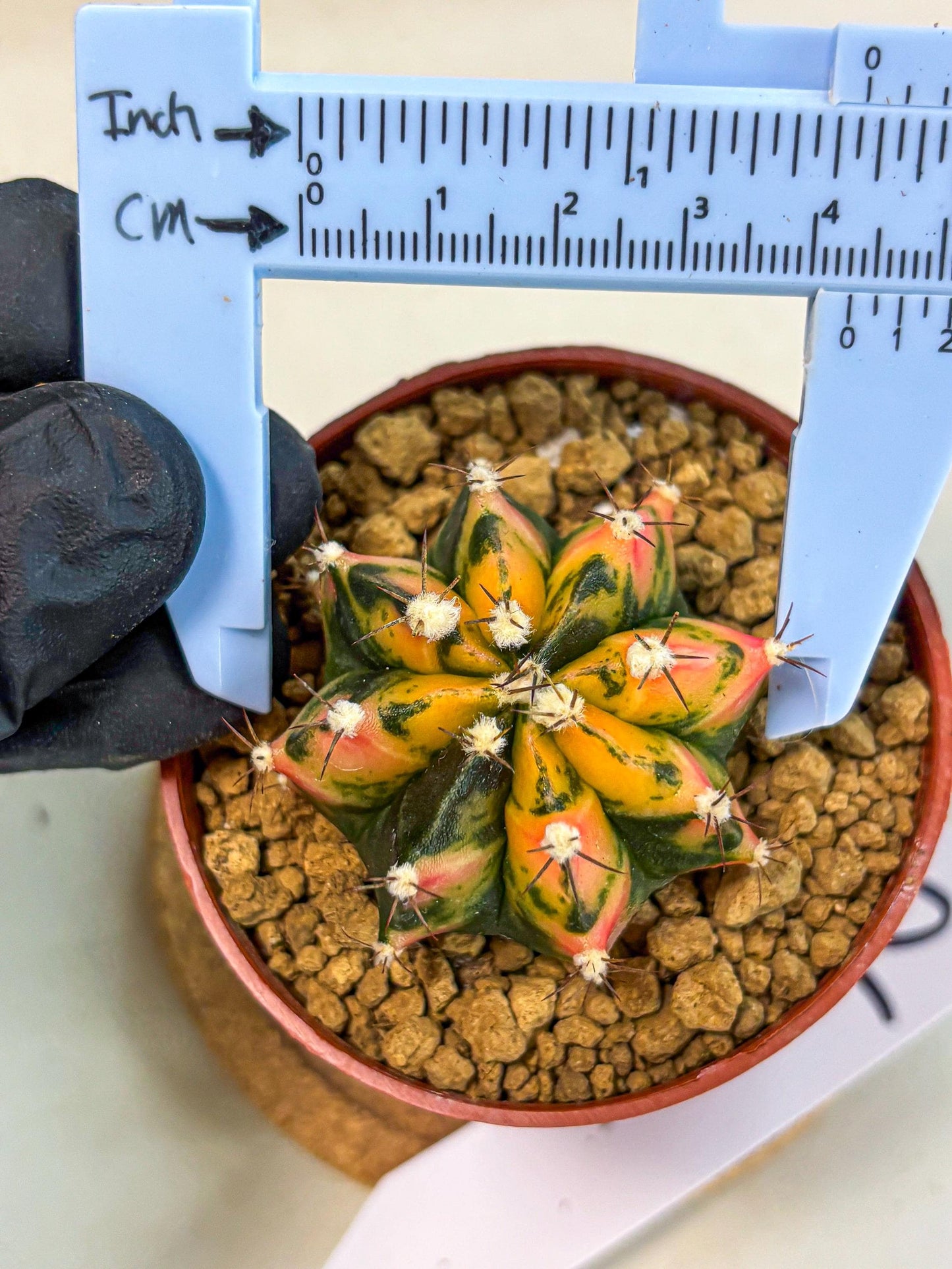 Gymnocalycium Honey Orange (gy7) (b2) | Rare Hybrid cactus