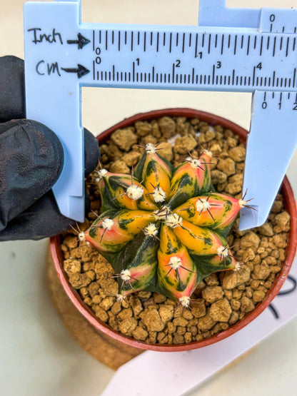 Gymnocalycium Honey Orange (gy7) (b2) | Rare Hybrid cactus