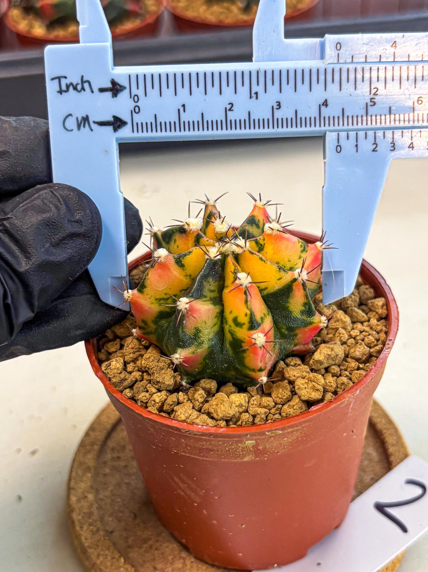 Gymnocalycium Honey Orange (gy7) (b2) | Rare Hybrid cactus