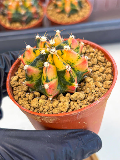 Gymnocalycium Honey Orange (gy7) (b2) | Rare Hybrid cactus