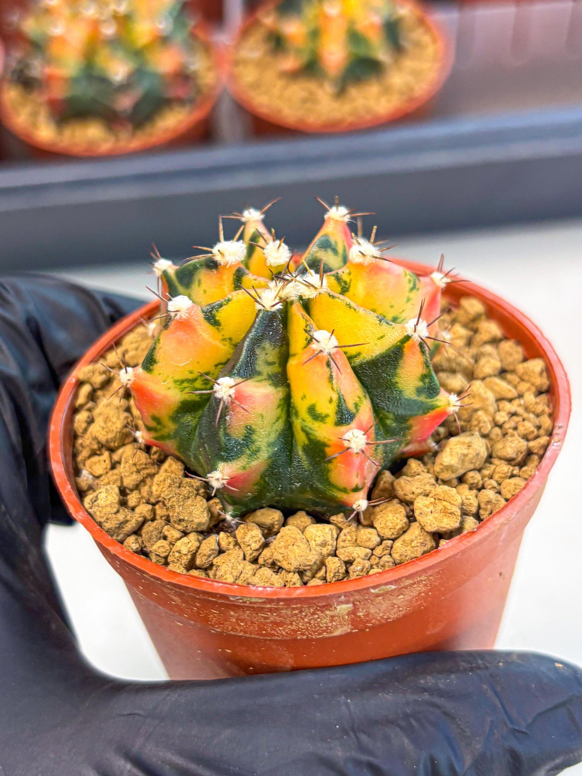 Gymnocalycium Honey Orange (gy7) (b2) | Rare Hybrid cactus