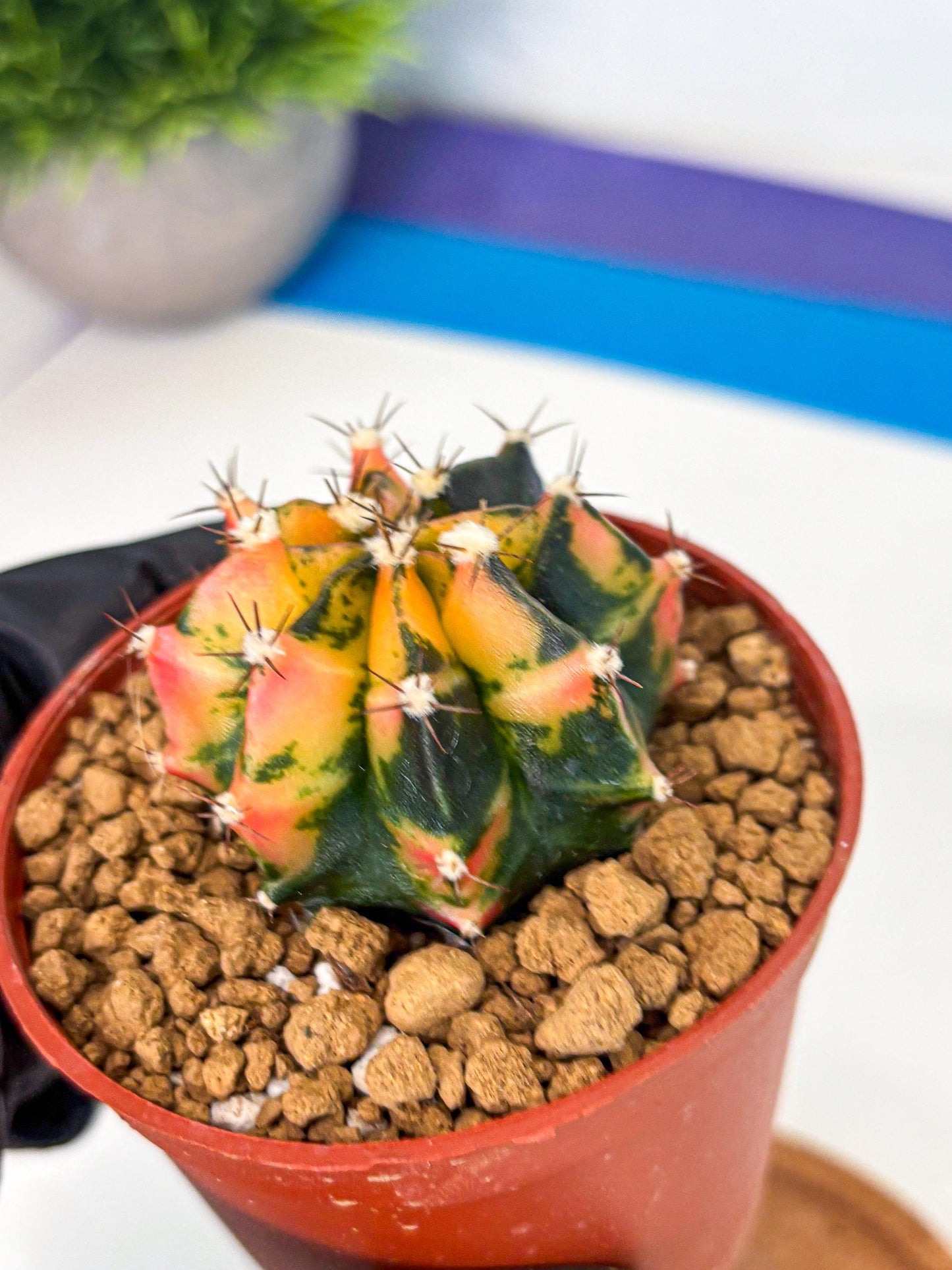 Gymnocalycium Honey Orange (gy7) (b2) | Rare Hybrid cactus