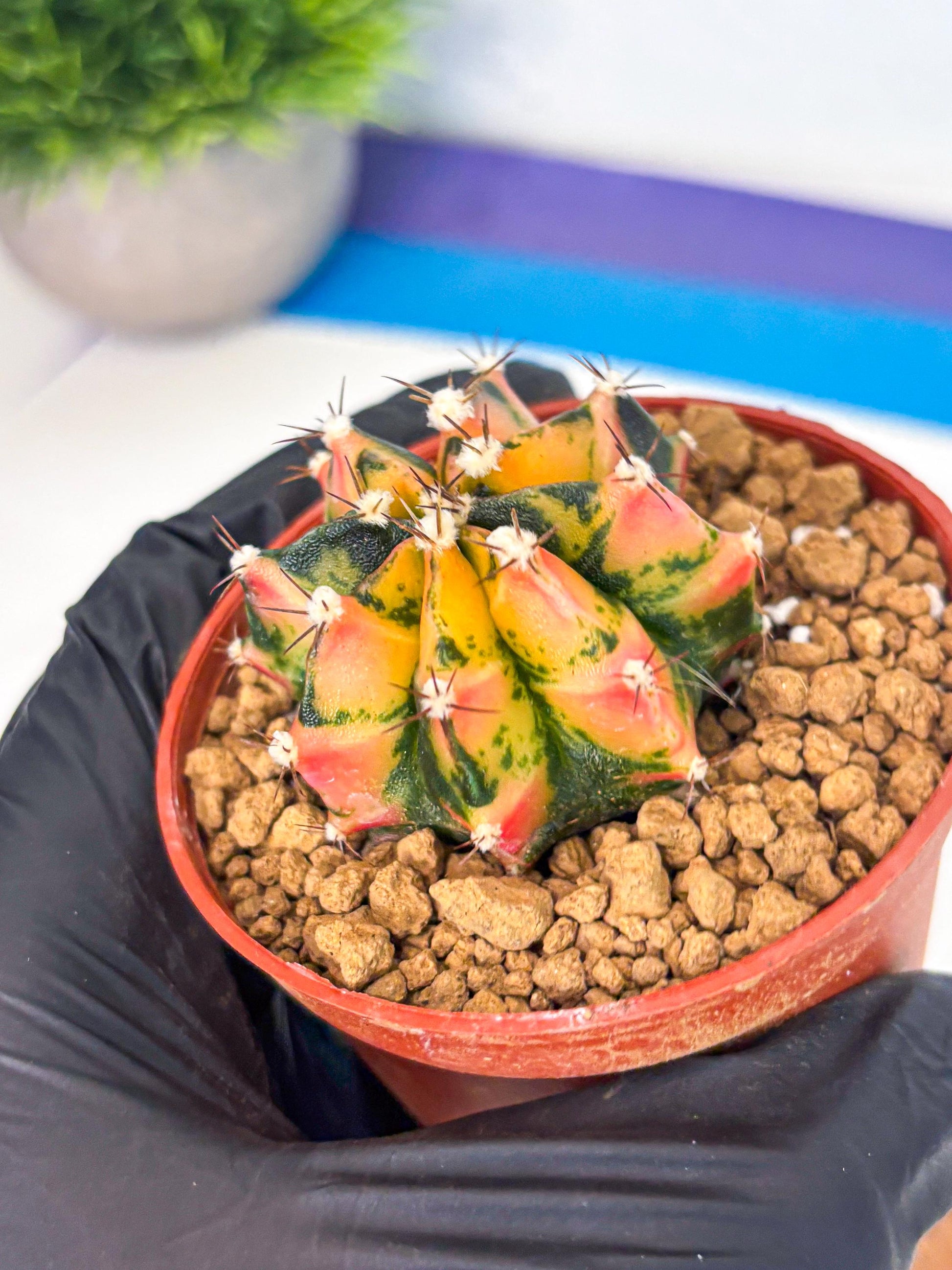 Gymnocalycium Honey Orange (gy7) (b2) | Rare Hybrid cactus