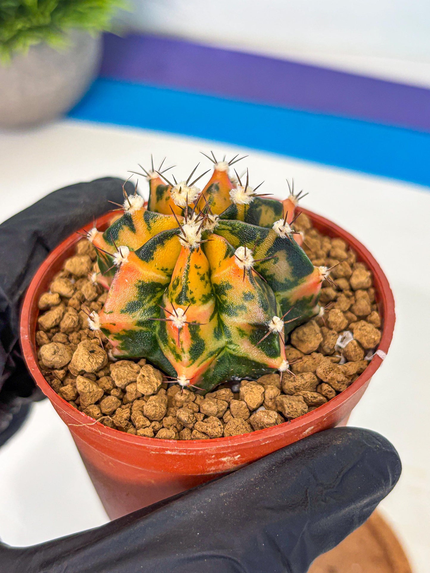 Gymnocalycium Honey Orange (gy7) (b3) | Rare Hybrid cactus